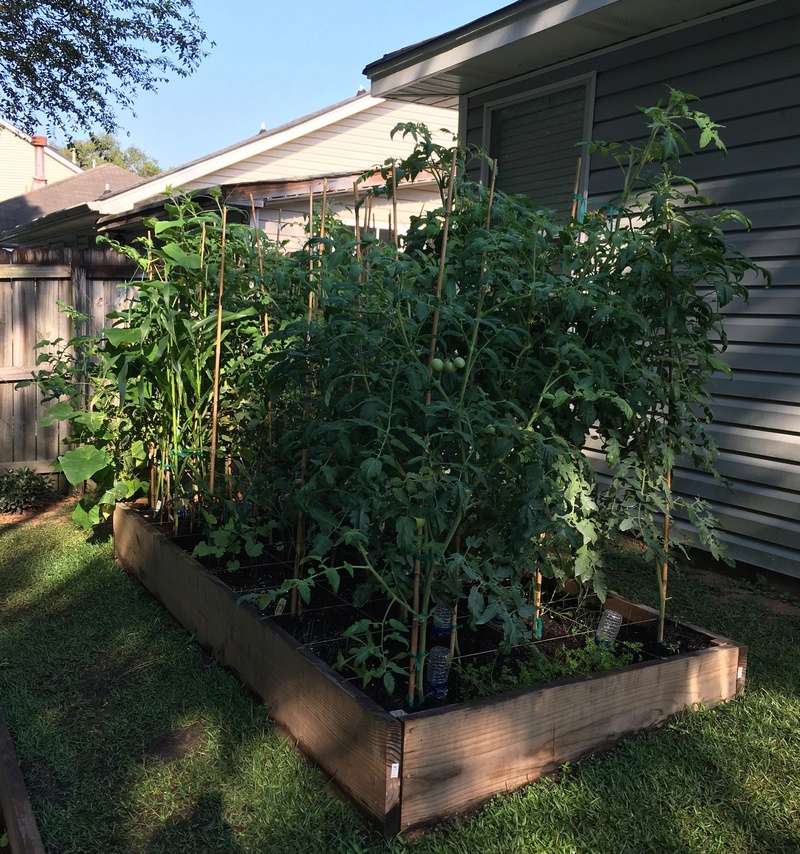 First Year Square Foot Gardening in Zone 9 South Mississippi Thrivi10