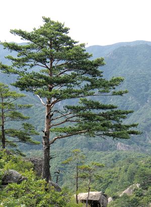شجرة التربنتينـة Pinus_10