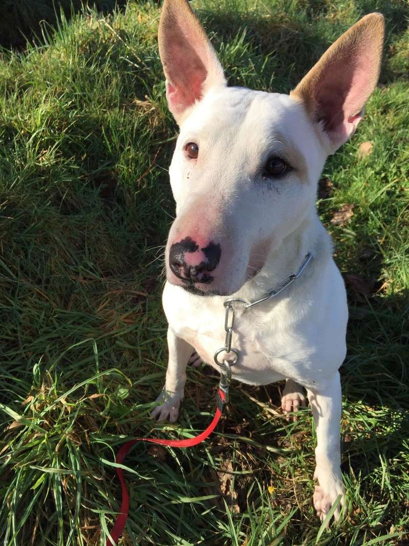 MARMO né en 2011 mâle Bull Terrier blanc à l'adoption en Normandie .Don libre 29177710