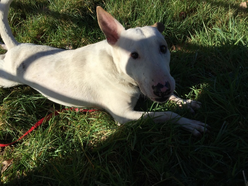 MARMO né en 2011 mâle Bull Terrier blanc à l'adoption en Normandie .Don libre 29177711