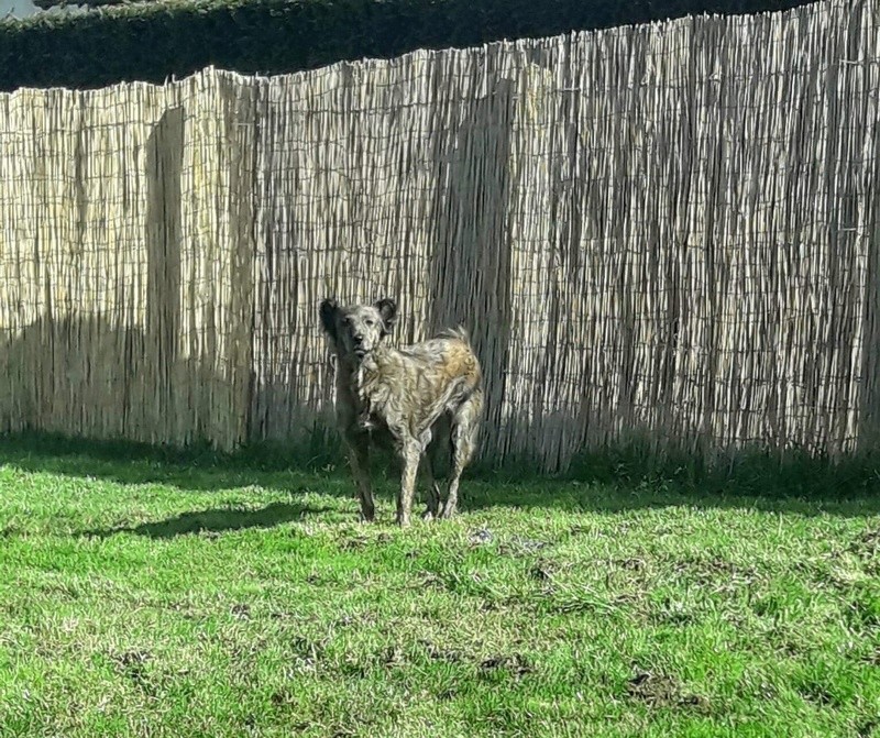 LIZA (refuge de Sitia) femelle croisée née en 2012. Adoptée en 08/2018 par Carole  Ld10