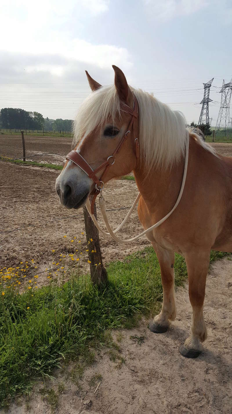 Dpt 77, 13 ans, Queltia Nina (Epona), jument haflinger, sauvée par Brunnhilde (Août 2017) - Page 5 20180511