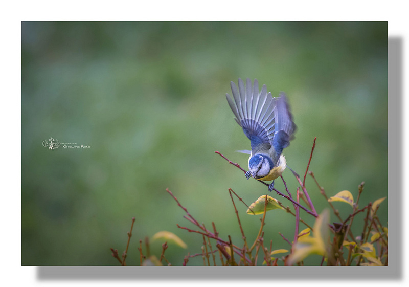 de si petits oiseaux  Mesang11