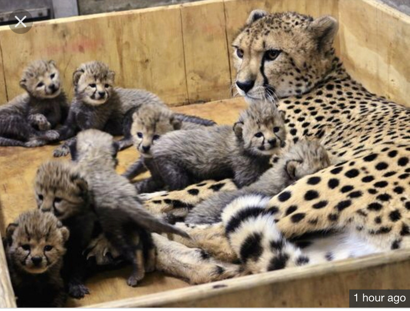 8 Cheetah babies  F5362d10