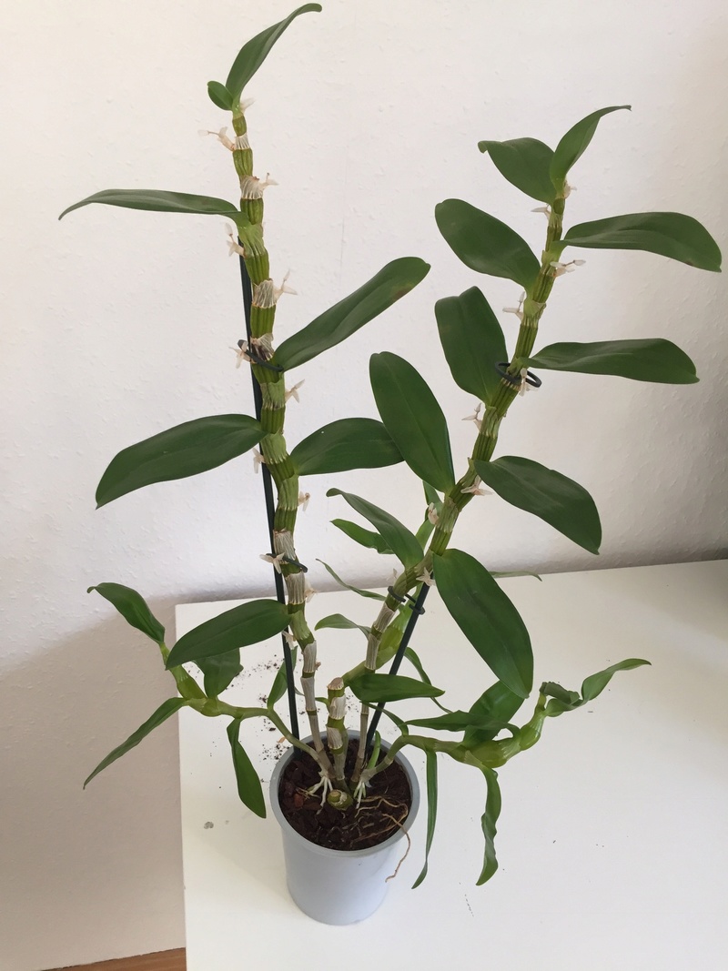 Dendrobium Nobile Hilfe! Img_0529