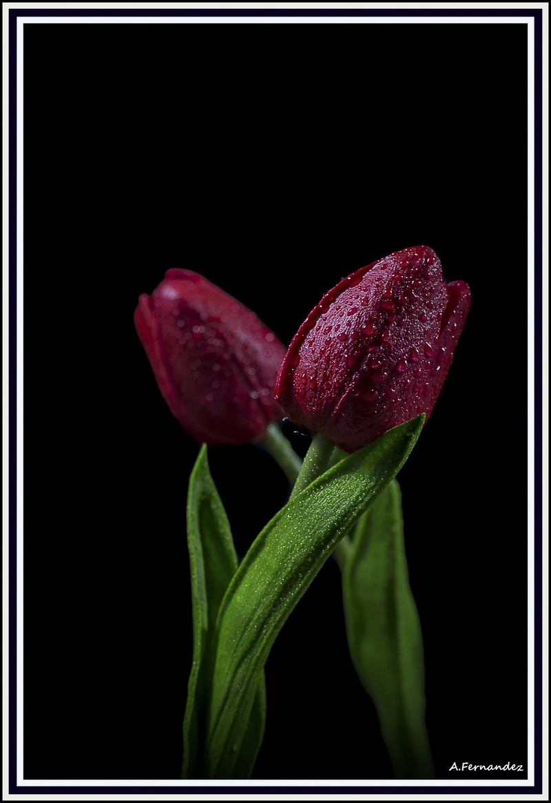 Tulipanes I Dsc_0211