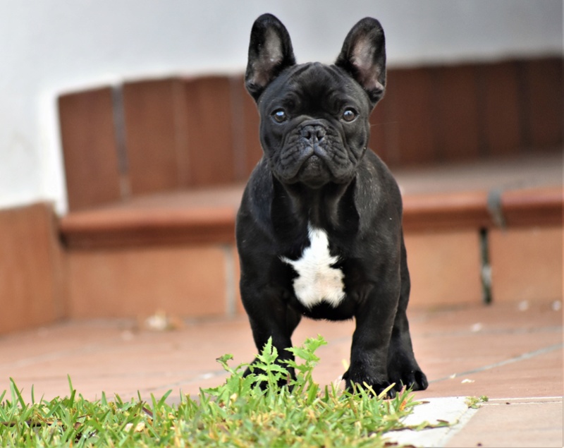 CACHORRO MACHO DISPONIBLE Asdfgh10