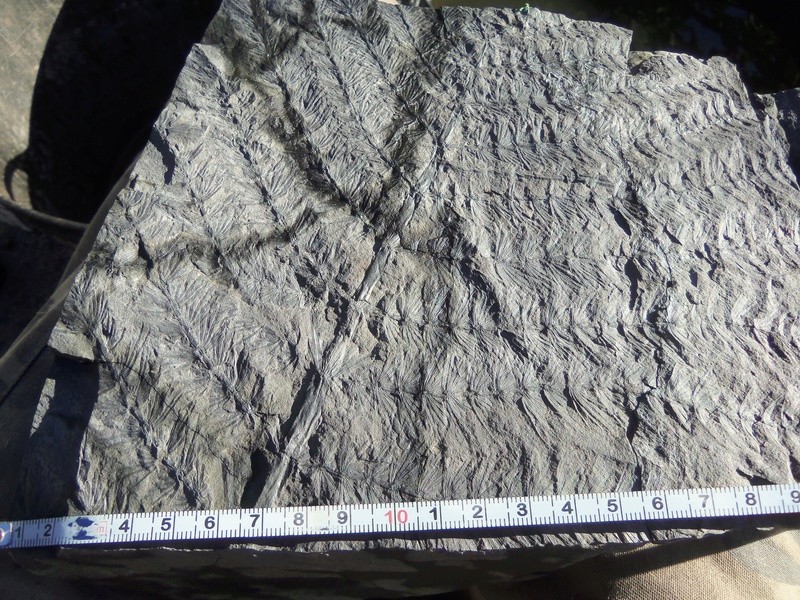 Asterophyllites equisetiformis 100_5410