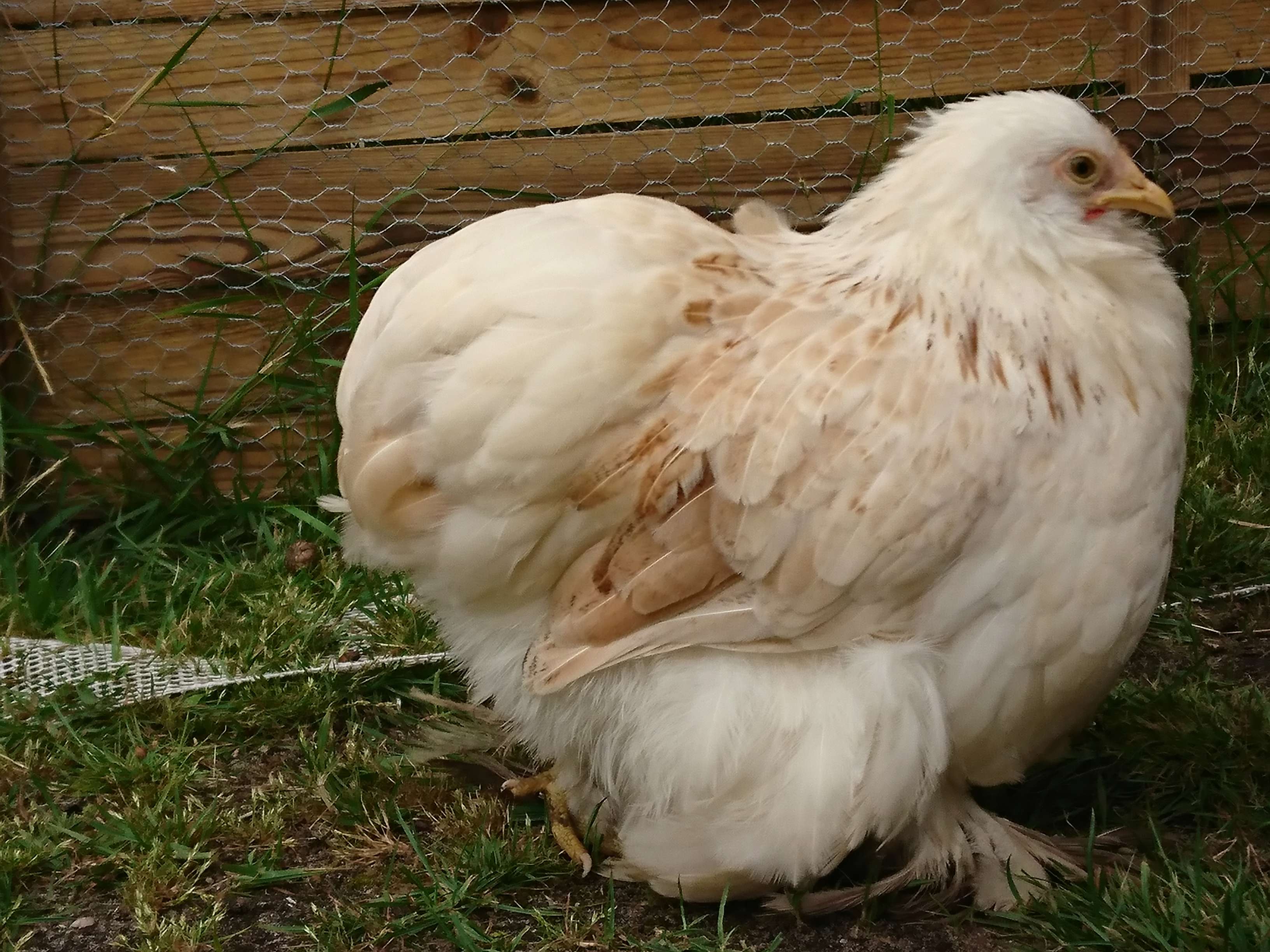 Poule gros élevage  Dsc_3413