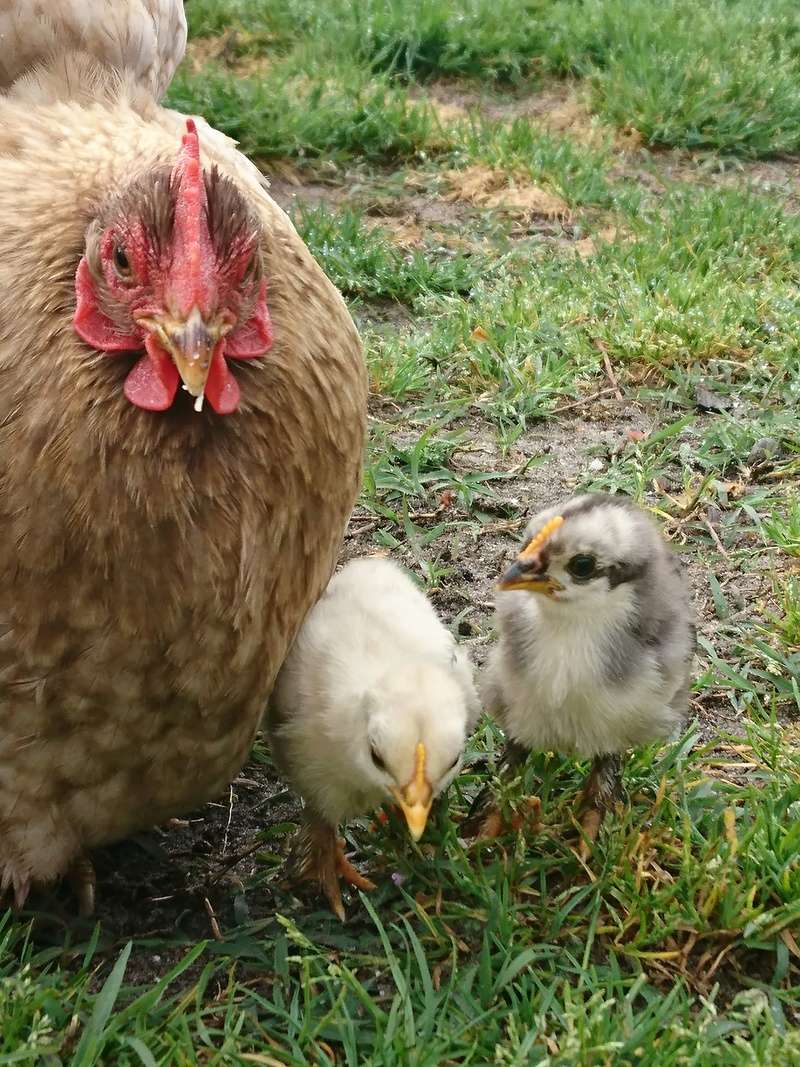 Couleurs poussins pekin  Dsc_4313