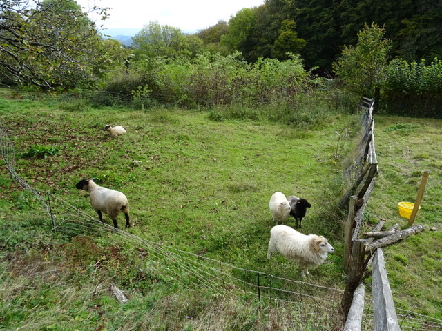 moutons - Enfin mes moutons (de Ouessant ) ! Dsc00111