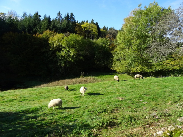 moutons - Enfin mes moutons (de Ouessant ) ! Mouton10