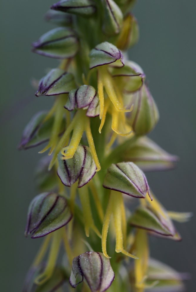 quelques orchidées vendéennes Hommep12