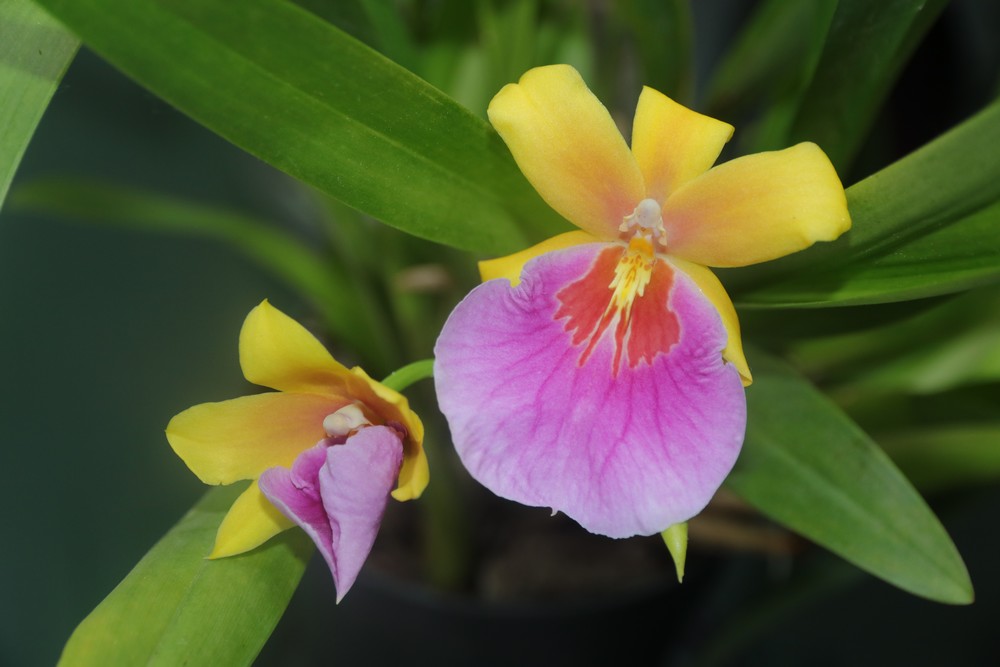 miltonia sunset encore ! Milton15