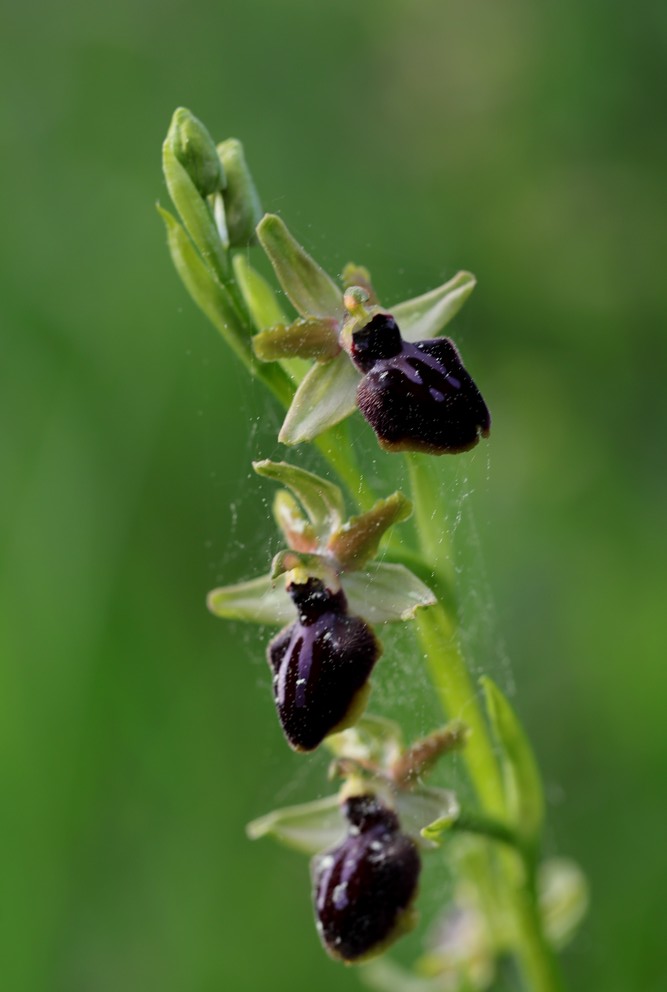 quelques orchidées vendéennes Ophrys15