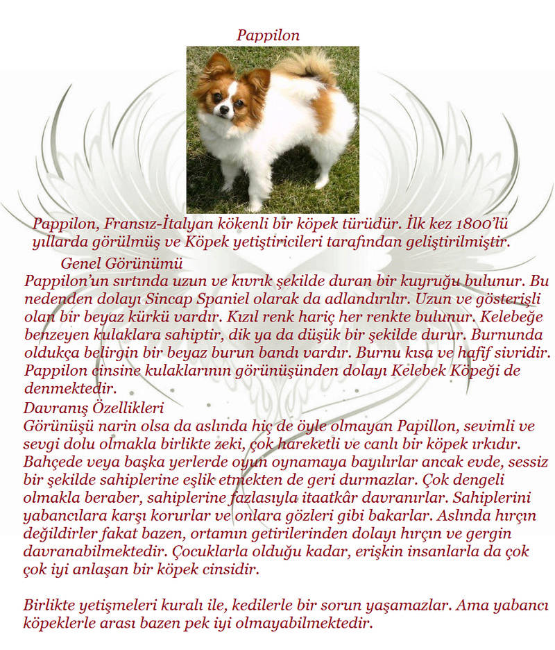 KöpekTürleri - Sayfa 2 00810