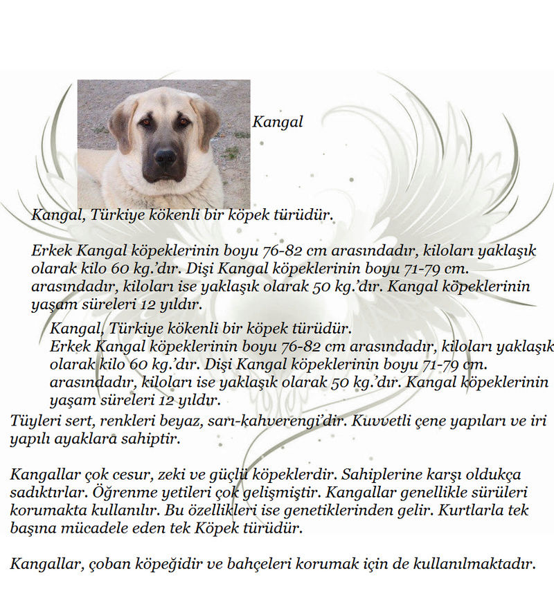 KöpekTürleri - Sayfa 3 04310