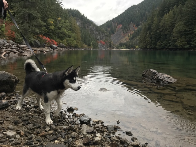 Husky - Loki (the loco husky)'s Scrapbook! Img_9510