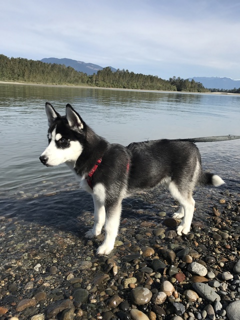 Loki (the loco husky)'s Scrapbook! Img_9713