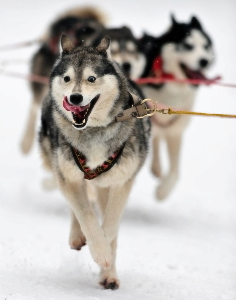 Course de chiens de traîneau au Lac Blanc Lac_bl10