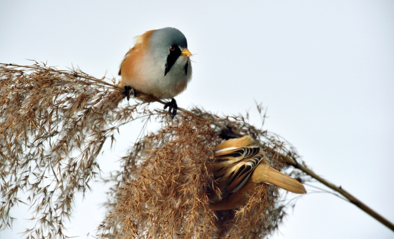 Quelques oiseaux de la réserve naturelle de Remerschen  : Panure11