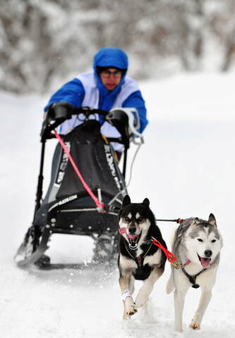 Course De Chiens De Traîneau Au Lac Blanc