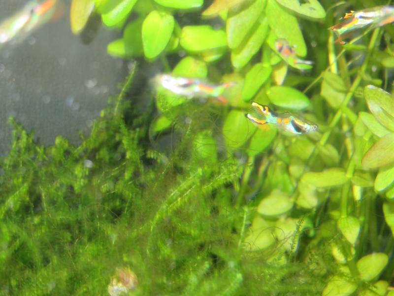 Guppy Endler Img_2210