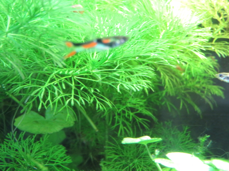 Guppy Endler Img_2211