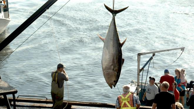 سعر خيالي لأكبر سمكة تونة في العالم (فيديو) Where-14