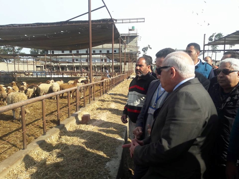 محافظ بورسعيد يتفقد مشروع الإنتاج الحيوانى بسهل الطينة O_oo19