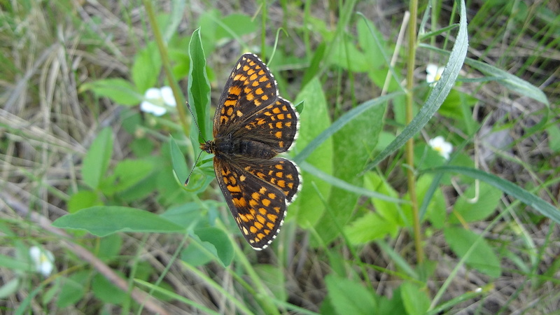 Бабочки -как напоминающие лето ..... Dsc04613