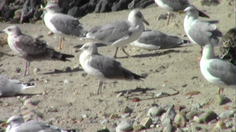 Larus canus e delawarensis? Larus_14