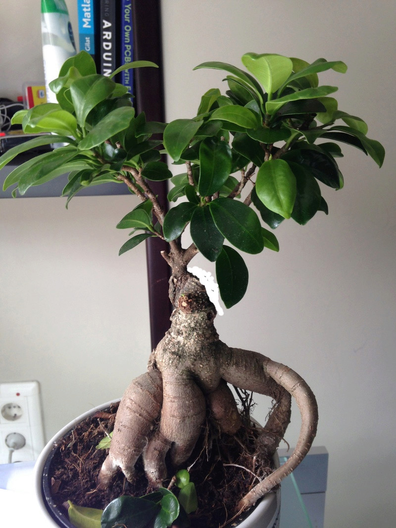 Ficus ginseng o retusa de ikea Ficus_10