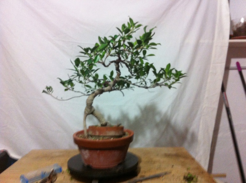 Ficus Retusa Img_3512