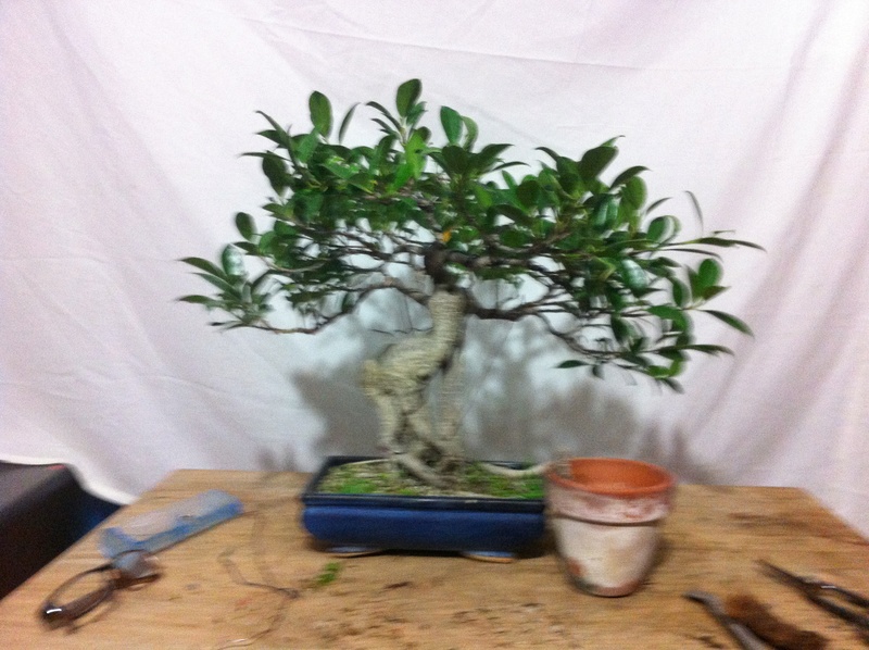 Ficus Retusa Img_3614