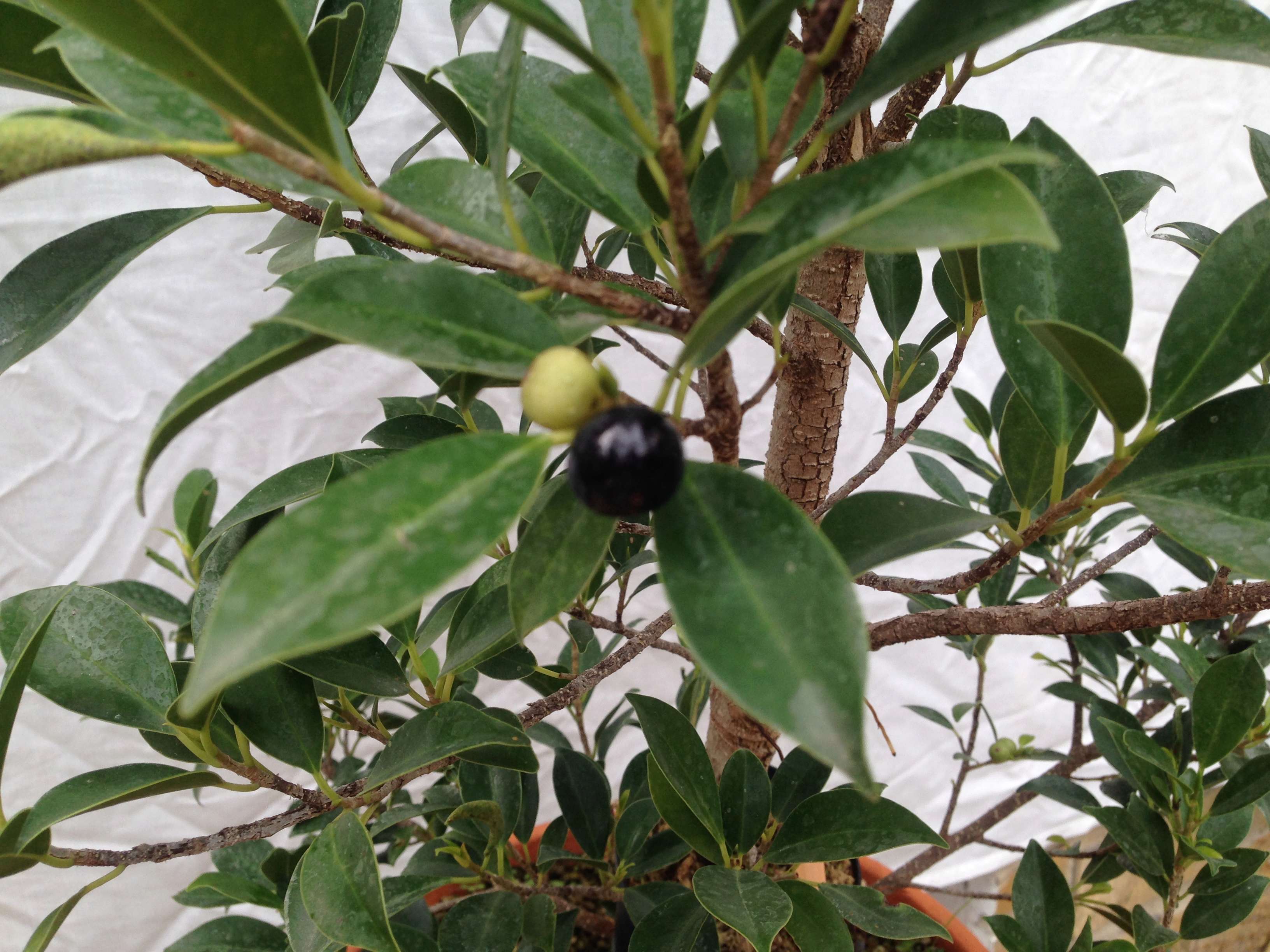 Ficus Retusa Microcarpa, ficus tiger bark Img_5340