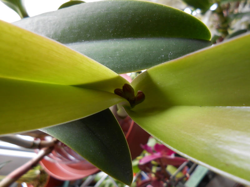 Cattleya Miva Remi 'Marie' - Page 2 12_20111