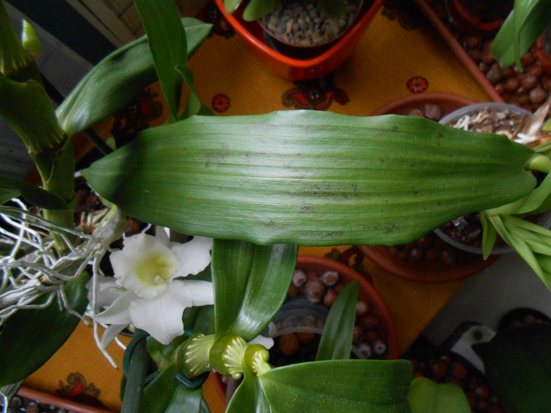 Culture Zygopetalum 15_20110
