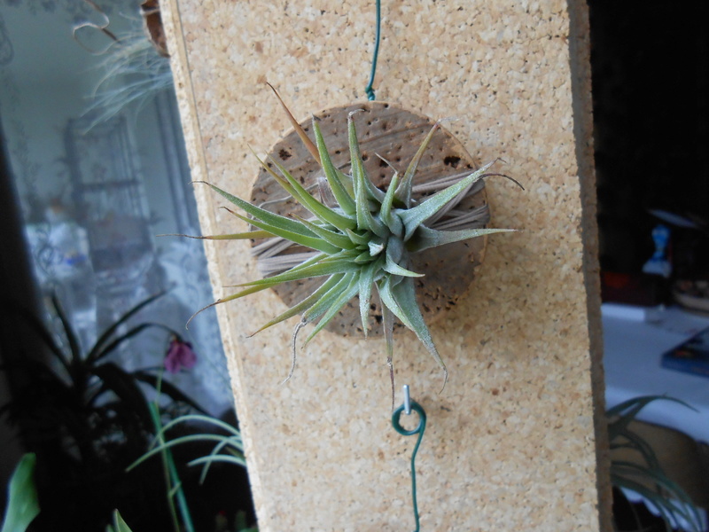 Conseils de culture de Tillandsia 6_201811