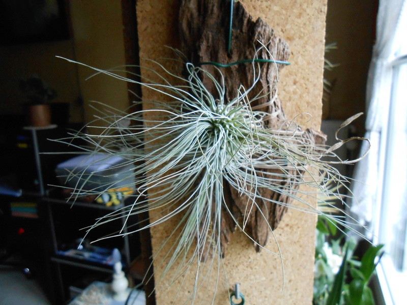 Conseils de culture de Tillandsia 8_201810