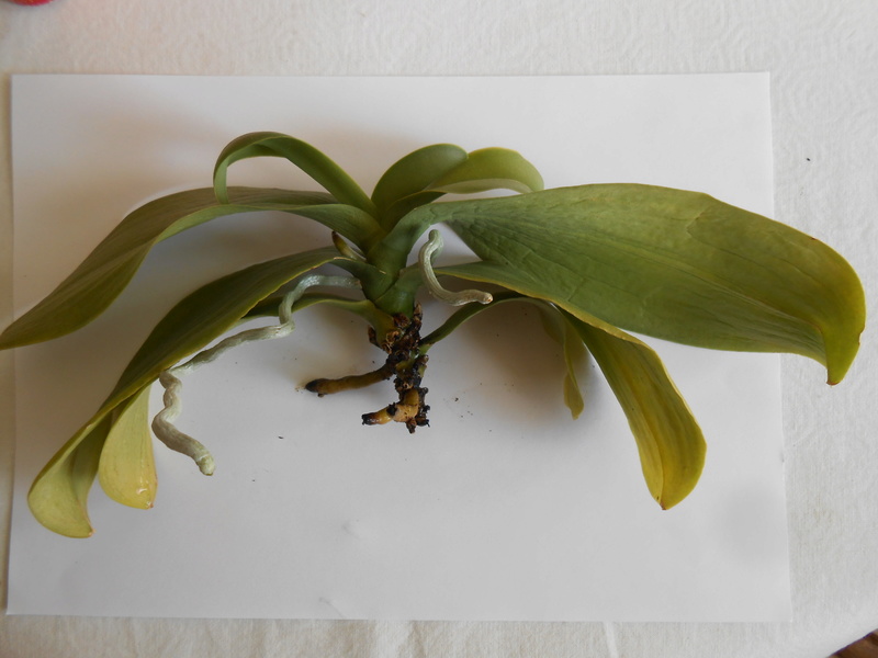 Phalaenopsis en perdition !! Dscn6314