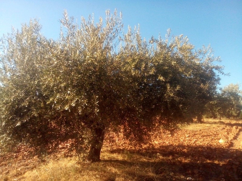 Olivos con carencias (Ciudad Real) Img_2044