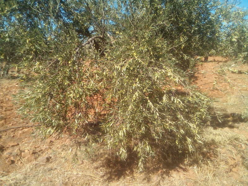 Olivos con carencias (Ciudad Real) Img_2050