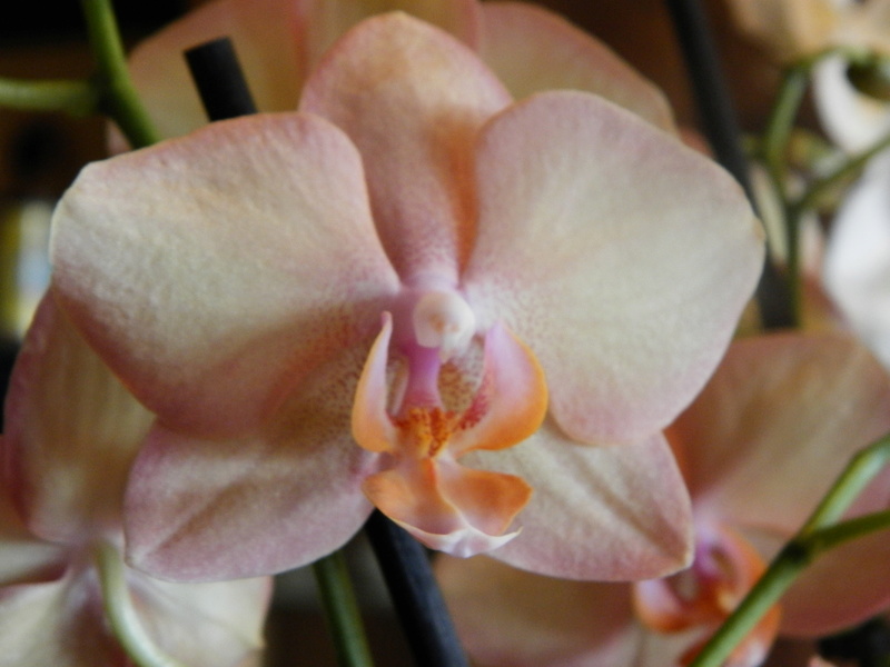 Jörg´s kleine Orchideen Welt Orchid10