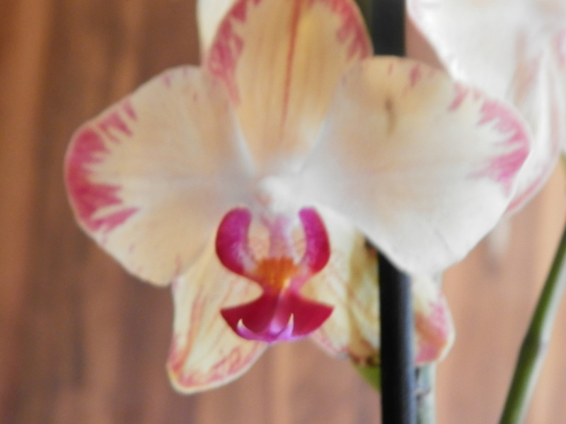 Jörg´s kleine Orchideen Welt Orchid11