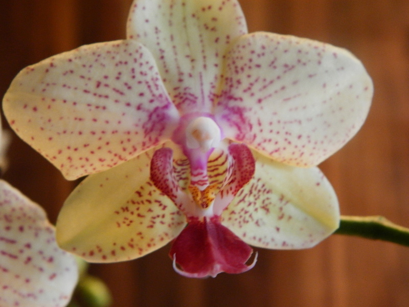 Jörg´s kleine Orchideen Welt Orchid13