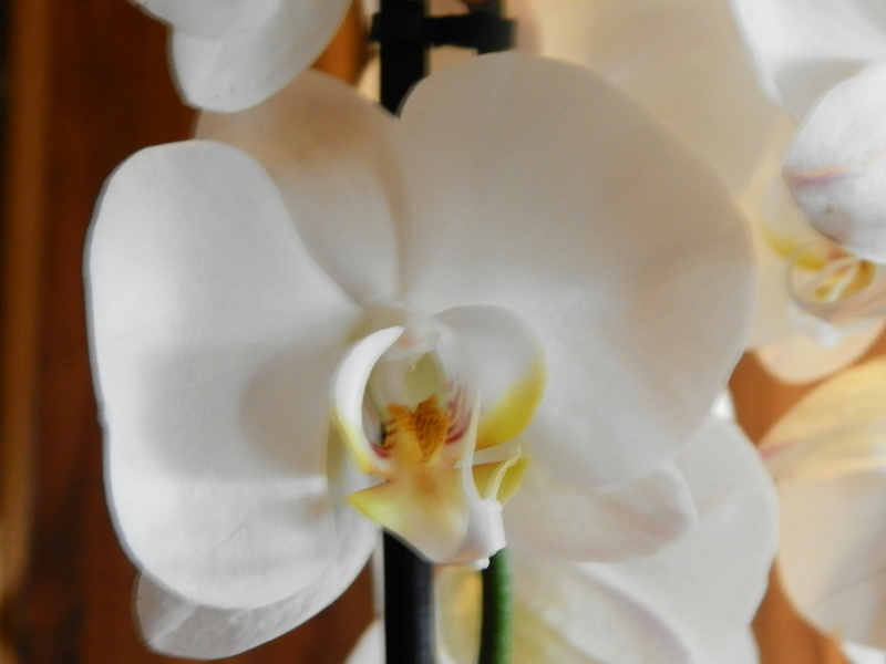 Jörg´s kleine Orchideen Welt Orchid14
