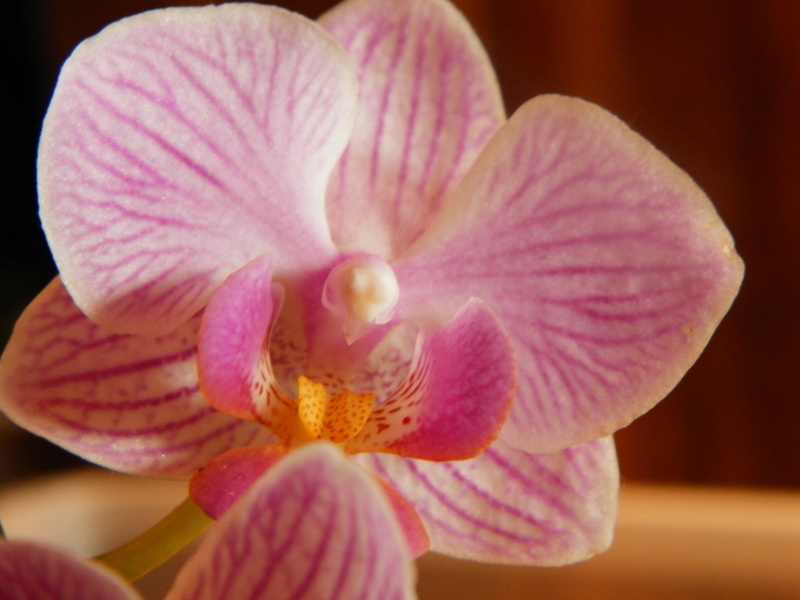 Jörg´s kleine Orchideen Welt Orchid17