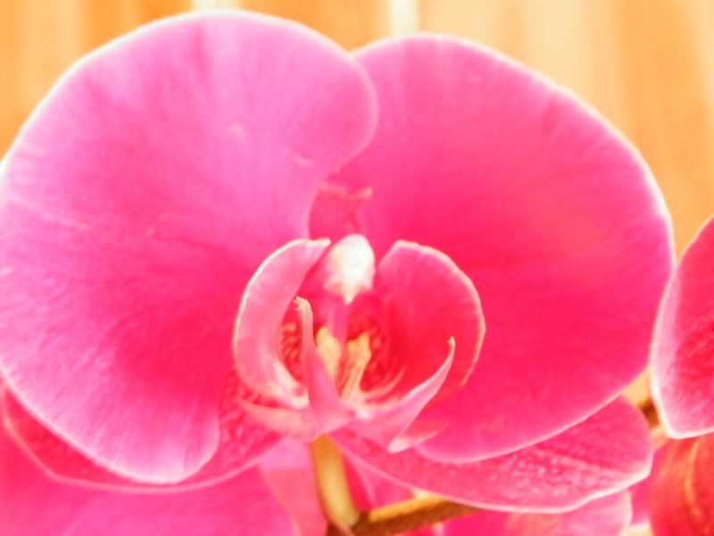 Jörg´s kleine Orchideen Welt Orchid18