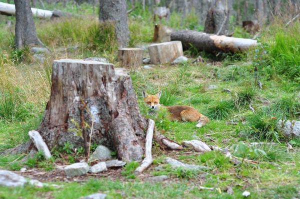 Le renard comme animal de compagnie   A14